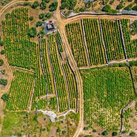 Vineyard Paradise House Villa Pitve